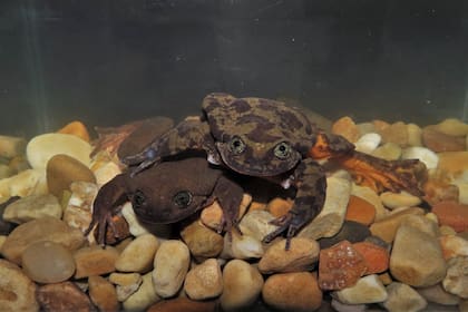 Romeo intenta encontrar la posición correcta para el amplexo, la posición de apareamiento para las ranas, donde el macho abraza a la hembra y la sostiene hasta que pueda fertilizar sus huevos cuando ella los suelta en el agua