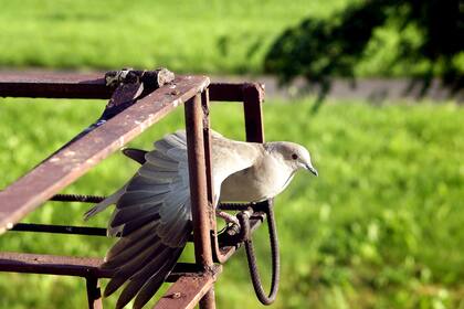 En Francia encontraron un manustrito militar de más de 100 años que -se estima- perdió una paloma mensajera.