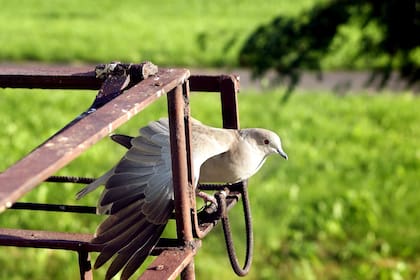 En Francia encontraron un manustrito militar de más de 100 años que -se estima- perdió una paloma mensajera.