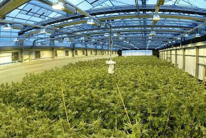 En Francia también se produce productos a base de cannabis para usos medicinales.
