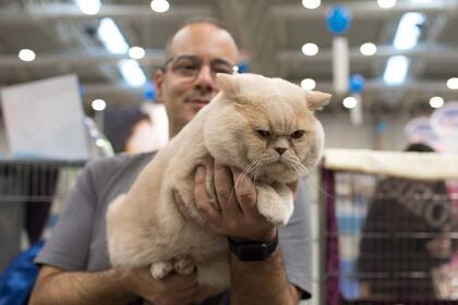 En gatos se realizan análisis de atrofia progresiva de retina, cardiomiopatía hipertrófica, entre otros