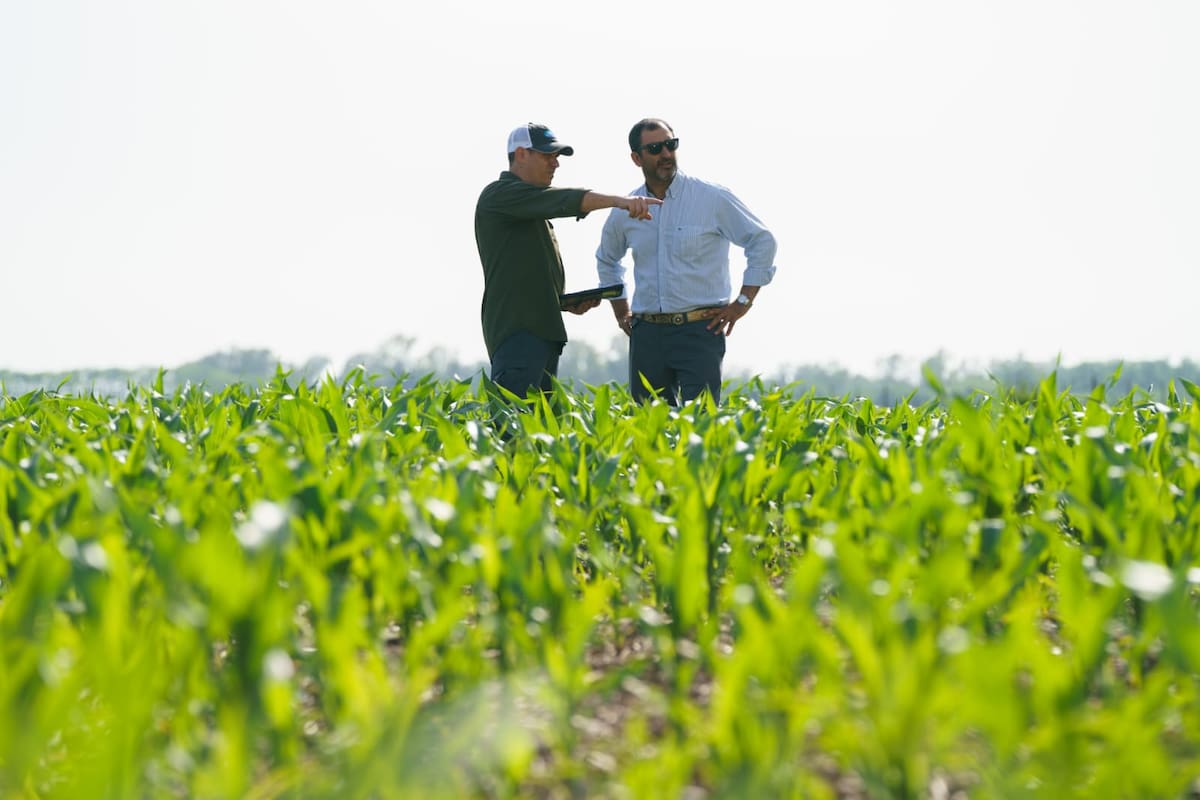 En general, el área de maíz se divide a la mitad, entre temprana y tardía (50% y 50%), lo que expone a los materiales de maíz a distintas condiciones ambientales durante su ciclo. Fotos NK Semillas