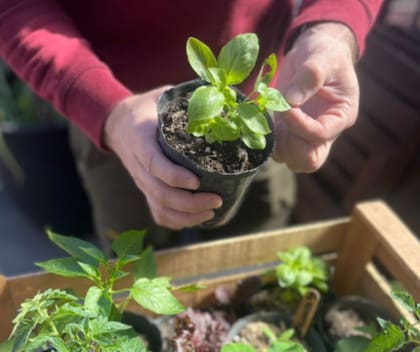 En general, los cultivos necesitan -como mínimo- alrededor de seis horas de sol en invierno y cuatro horas en verano