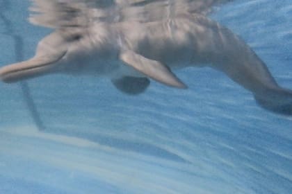 En general los delfines cachorros se desorientan luego de que sus madres quedan atoradas en redes de pesca, donde terminan muriendo