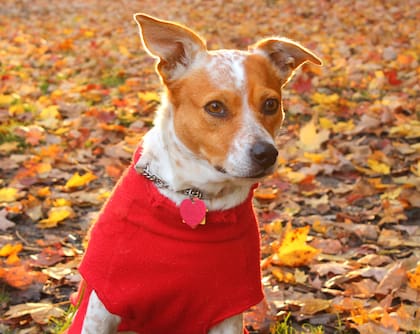 En general, no se recomienda vestir a los perros con ropa de humanos