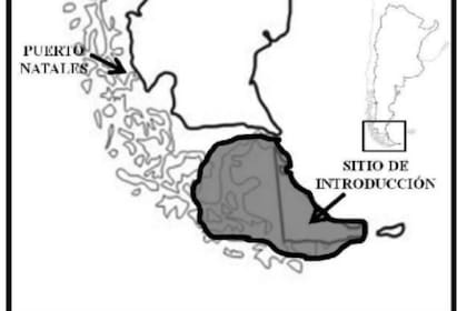 En gris, todo el territorio que ocupan los castores en la Isla Grande de Tierra del Fuego (la imagen es de 2015)