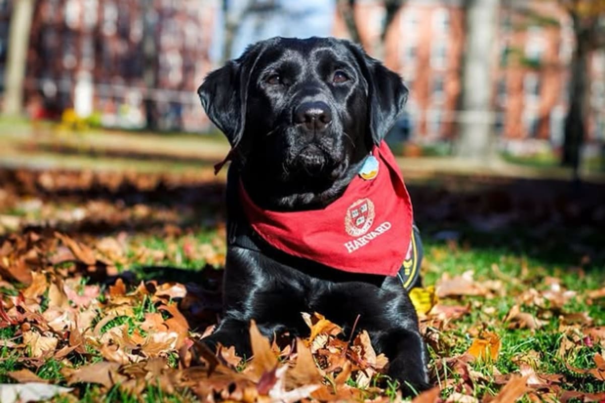 En Harvard: Sasha, la perra de terapia itinerante, que arranca sonrisas y disminuye tensiones en días de exámenes
