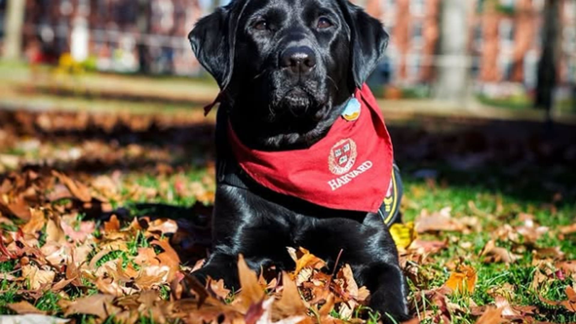 En Harvard: Sasha, la perra de terapia itinerante, que arranca sonrisas y disminuye tensiones en días de exámenes