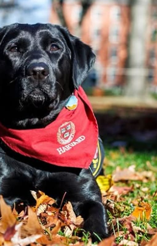 En Harvard: Sasha, la perra de terapia itinerante, que arranca sonrisas y disminuye tensiones en días de exámenes