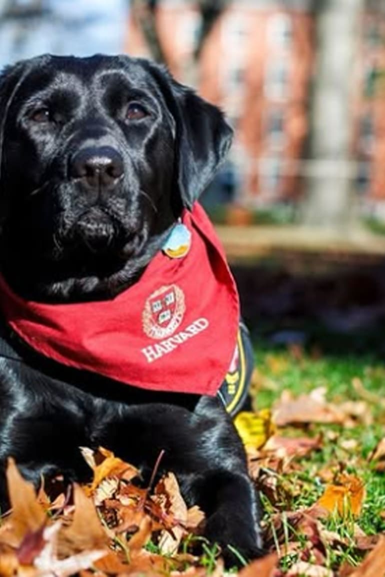En Harvard: Sasha, la perra de terapia itinerante, que arranca sonrisas y disminuye tensiones en días de exámenes