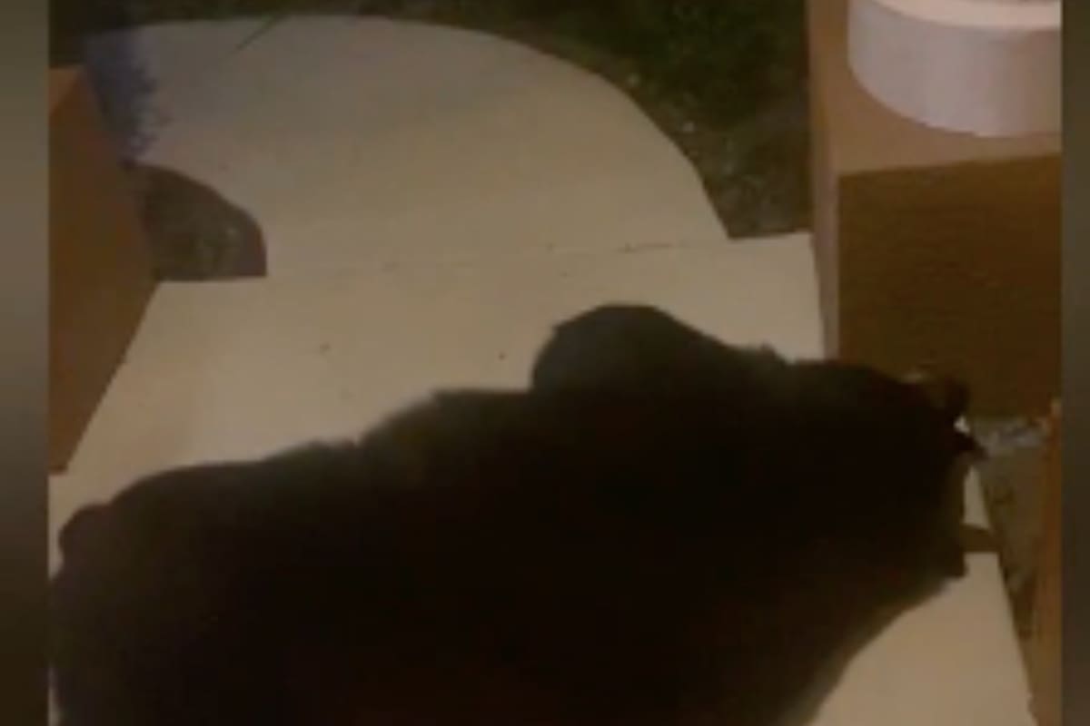En Heathrow quedaron impresionados por el lugar que un oso negro eligió para descansar