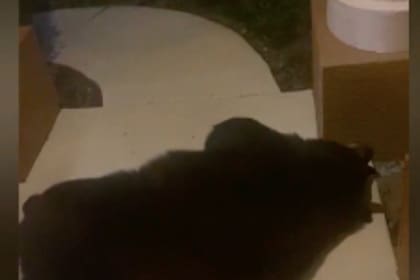 En Heathrow quedaron impresionados por el lugar que un oso negro eligió para descansar