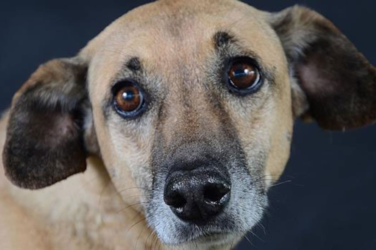 En Holanda ya no hay perros callejeros