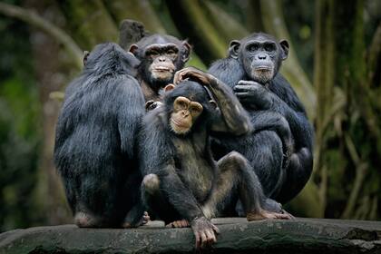 En humanos, esta tecnología supone una amenaza para la privacidad pero resulta útil para ayudar a los científicos a comprender mejor el comportamiento de los chimpancés salvajes