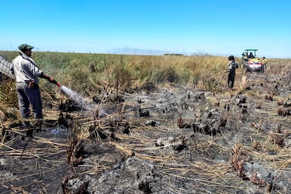 En Iberá aún recuerdan incendios del año pasado, que afectaron unas 840.000 hectáreas del parque nacional