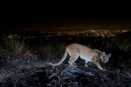 En imagen del 10 de julio de 2016, una leona de montaña de edad adulta es fotografiada con una cámara con sensor de movimiento en las Montañas Verdugos del condado Los Ángeles, California. (Servicio de Parques Nacionales de Estados Unidos vía AP)
