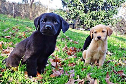 En Inglaterra, muchas personas que decidieron adoptar un perro en la pandemia se dieron cuenta de que no pueden asumir la responsabilidad una vez que volvieron al trabajo