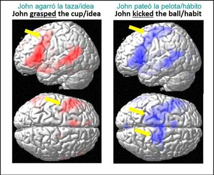 En inglés, el verbo GRASP significa literalmente tomar o agarrar, mientras GRASP AN IDEA refiere a entender una idea. Por otro lado, KICK quiere decir patear y KICK THE HABIT es abandonar un mal hábito