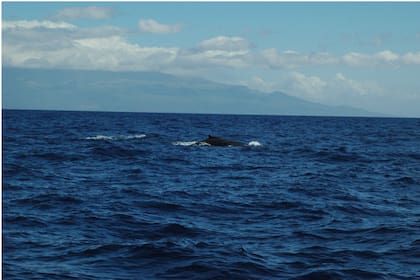 En invierno (desde noviembre hasta abril) llegan las ballenas Humpback a parir y a procrear: ¡un espectaculo impresionante!