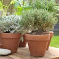 Por qué las plantas secas resisten mejor el frío que las recién regadas