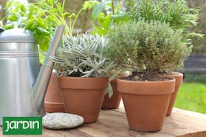 Por qué las plantas secas resisten mejor el frío que las recién regadas