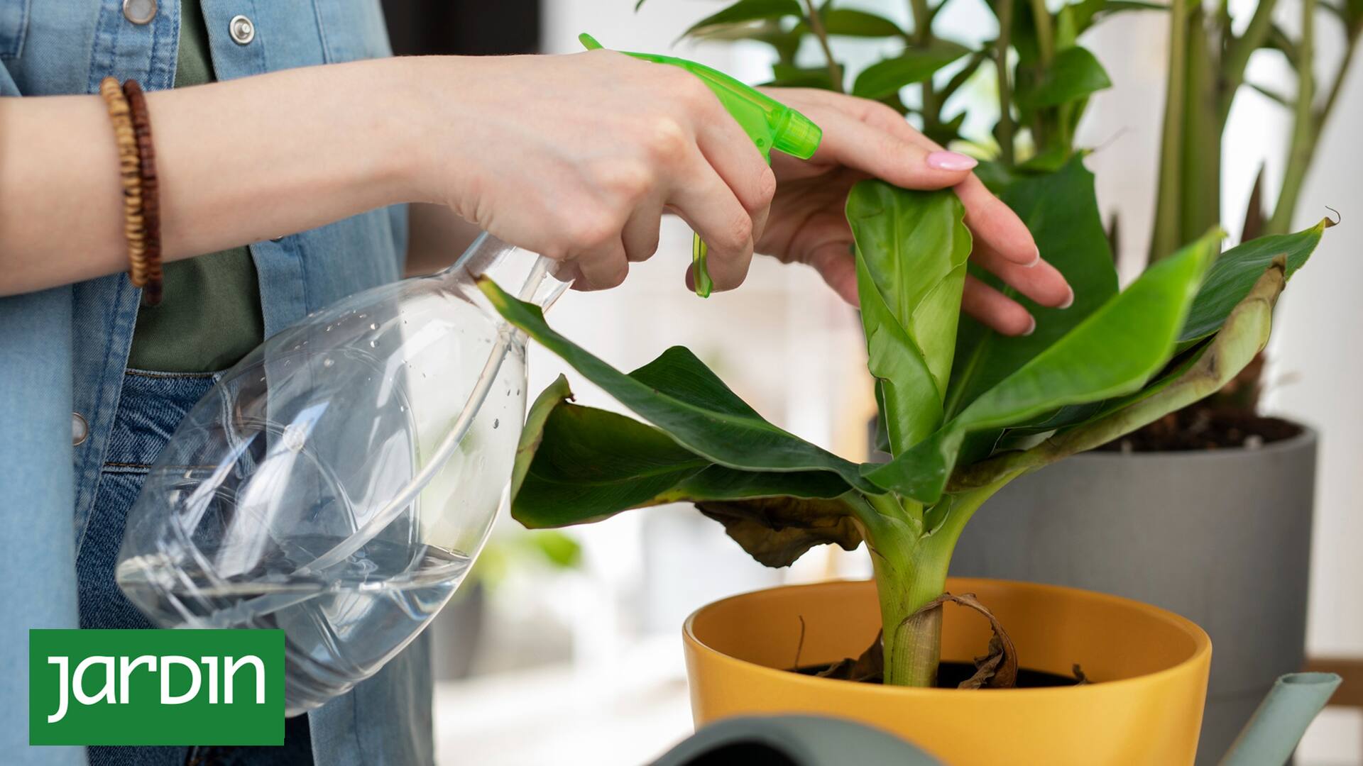 En invierno, las plantas de interior están bajo estrés ambiental