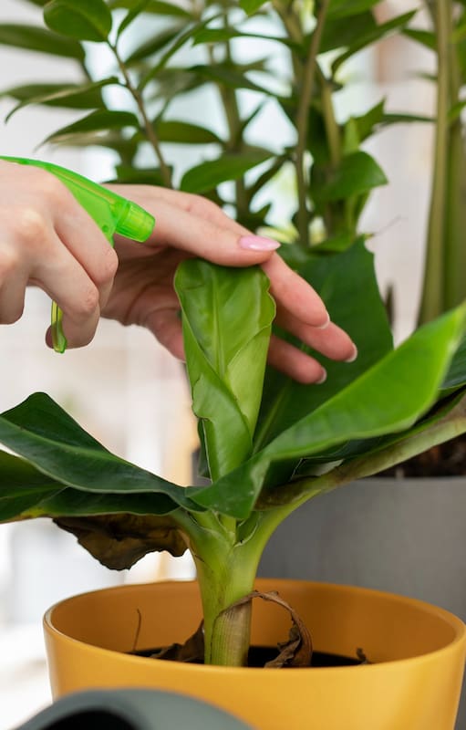 En invierno, las plantas de interior están bajo estrés ambiental