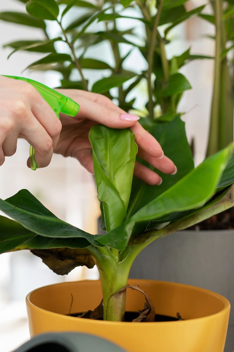 En invierno, las plantas de interior están bajo estrés ambiental