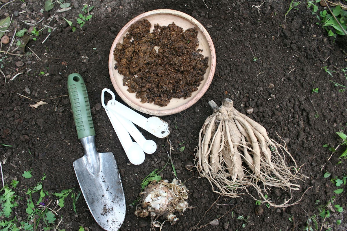 En invierno los hongos patógenos que habitan en el suelo atentan contra nuestras plantas