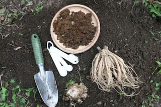 Los secretos que van de boca en boca entre jardineros para mantener las plantas sanas, a pesar del frío