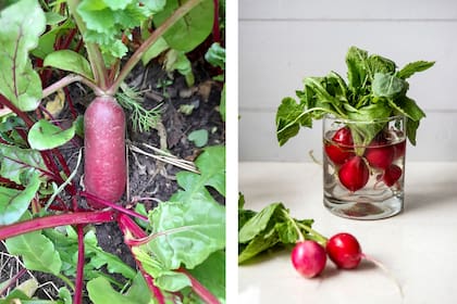 En invierno, los rabanitos son mucho más jugosos y dulces que en verano
