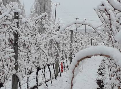 En invierno, los viñedos nevados