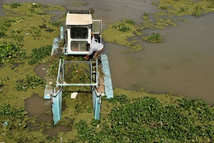 En Irak, el jacinto de agua dulce fue introducido como planta decorativa y ahora se realizan grandes esfuerzos para su erradicación debido a que ha invadido fuentes importantes de agua para el país
