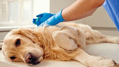 En Italia las mascotas son muy importantes y esta medida de una empresa lo demuestra