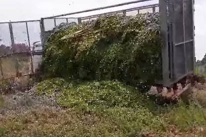 En Jardín América, esta semana un productor tiró miles de kilos de brote de té ante la imposibilidad de colocar el producto en las industrias de la zona. Este año la cosecha fue 30% mayor a la de la zafra pasada por el buen clima