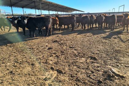 En Jesús María, Córdoba, la raza Angus organizó su primera prueba de Eficiencia de Conversión