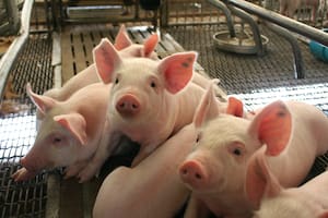 Volaron un 106% las exportaciones porcinas mientras el consumo interno no despega