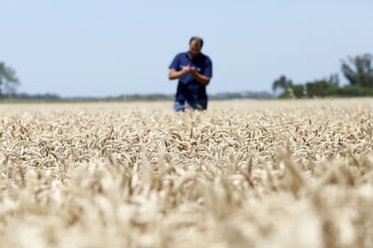 En Kansas, el cereal bajó más del 2,8% en lo que va de la semana