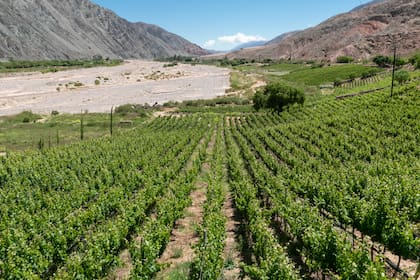 En Kindgard, al igual que en toda la Quebrada, las viñas se plantan a poca distancia