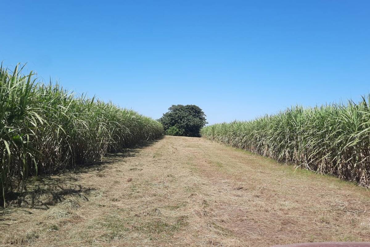 En la actualidad 27% de la caña de azúcar se destina a la producción de bioetanol, cuya producción se triplicó en los últimos tres años