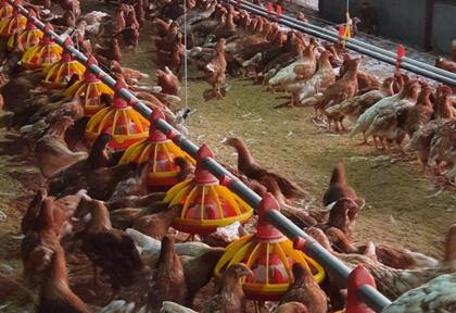 En la actualidad, el proyecto, bajo la marca comercial Ekkohuevos, cuenta con 15.000 gallinas y una producción diaria de entre 13.000 y 14.000 huevos