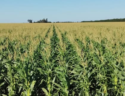 En la actualidad, en El Clarinete, poseen unas 4000 hectáreas con cultivos de soja, maíz y trigo, y un feedlot de 10.000 cabezas