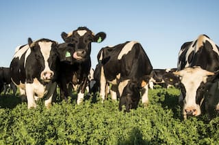 Lechería de precisión: cómo está cambiando la forma de producir en los tambos