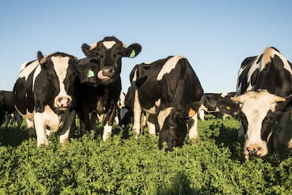 En la actualidad, la incorporación de tecnología de sensores permite la medición de la producción y de la calidad de leche, la actividad de cada animal, el tiempo de pastoreo y rumia, la temperatura y el peso corporal