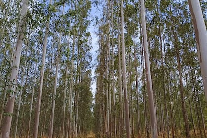 En la actualidad, la producción local de madera en el NOA no satisface ni un tercio de la demanda de productos madereros (como pallets, cajones, aserrado, pasta y energía) y alrededor del 80% de la madera utilizada proviene de otras provincias