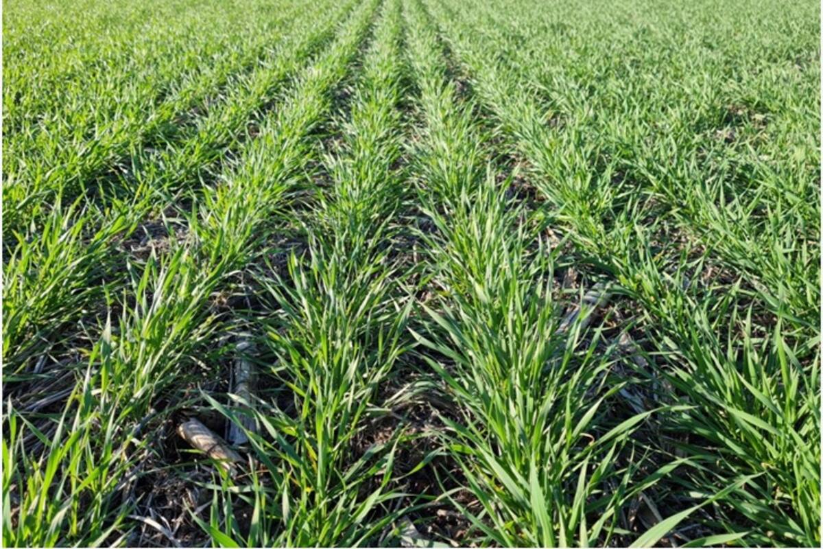 En la actualidad, los suelos cuentan con aproximadamente 80 a 140 mm de agua útil almacenada en dos metros de suelo