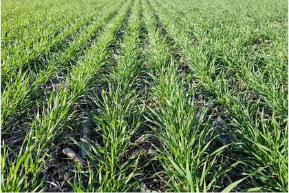 En la actualidad, los suelos cuentan con aproximadamente 80 a 140 mm de agua útil almacenada en dos metros de suelo