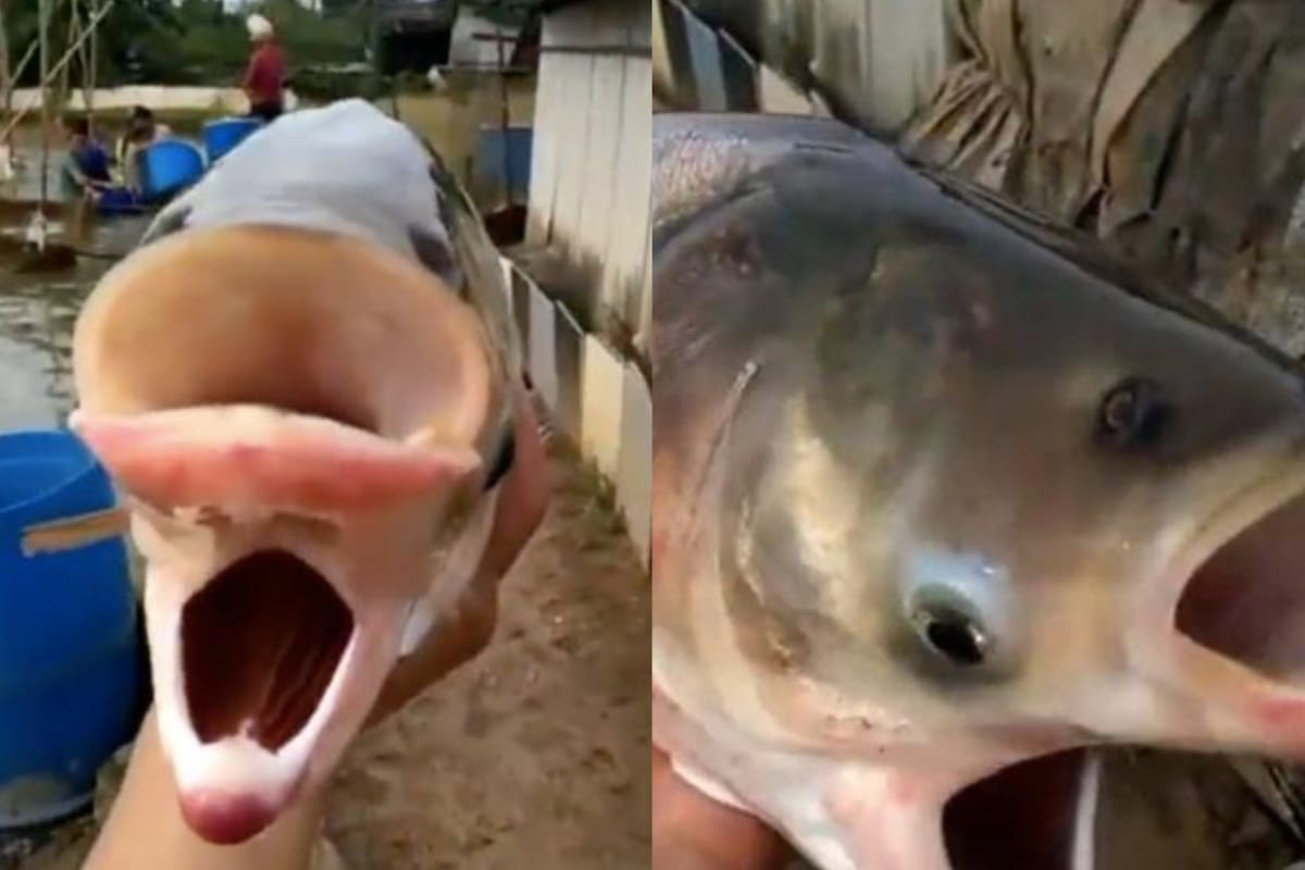 En la actualidad, se encuentran investigando su origen. FOTO: Twitter: @closecalls7