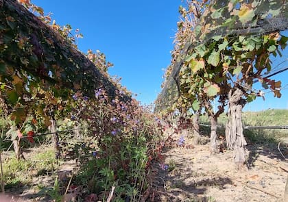 En la agricultura orgánica se favorece la biodiversidad, como queda expuesto en la finca de Bodega Argento, donde se favorece la presencia de plantas nativas entre las hileras de vides