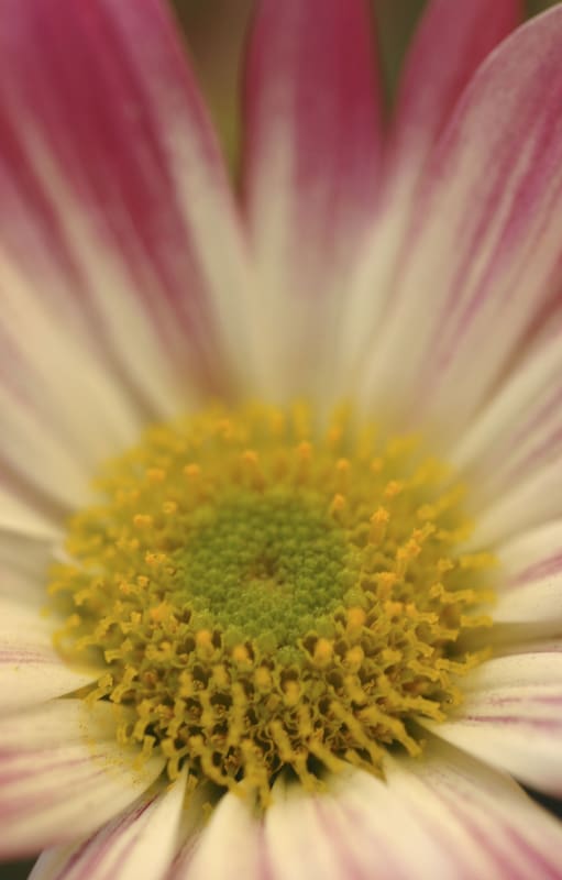 En la antigua China, el crisantemo se consideraba uno de “los cuatro caballeros” del reino vegetal, el del otoño, por su triunfo de florecer profusamente cuando a otras plantas ya no les es posible.